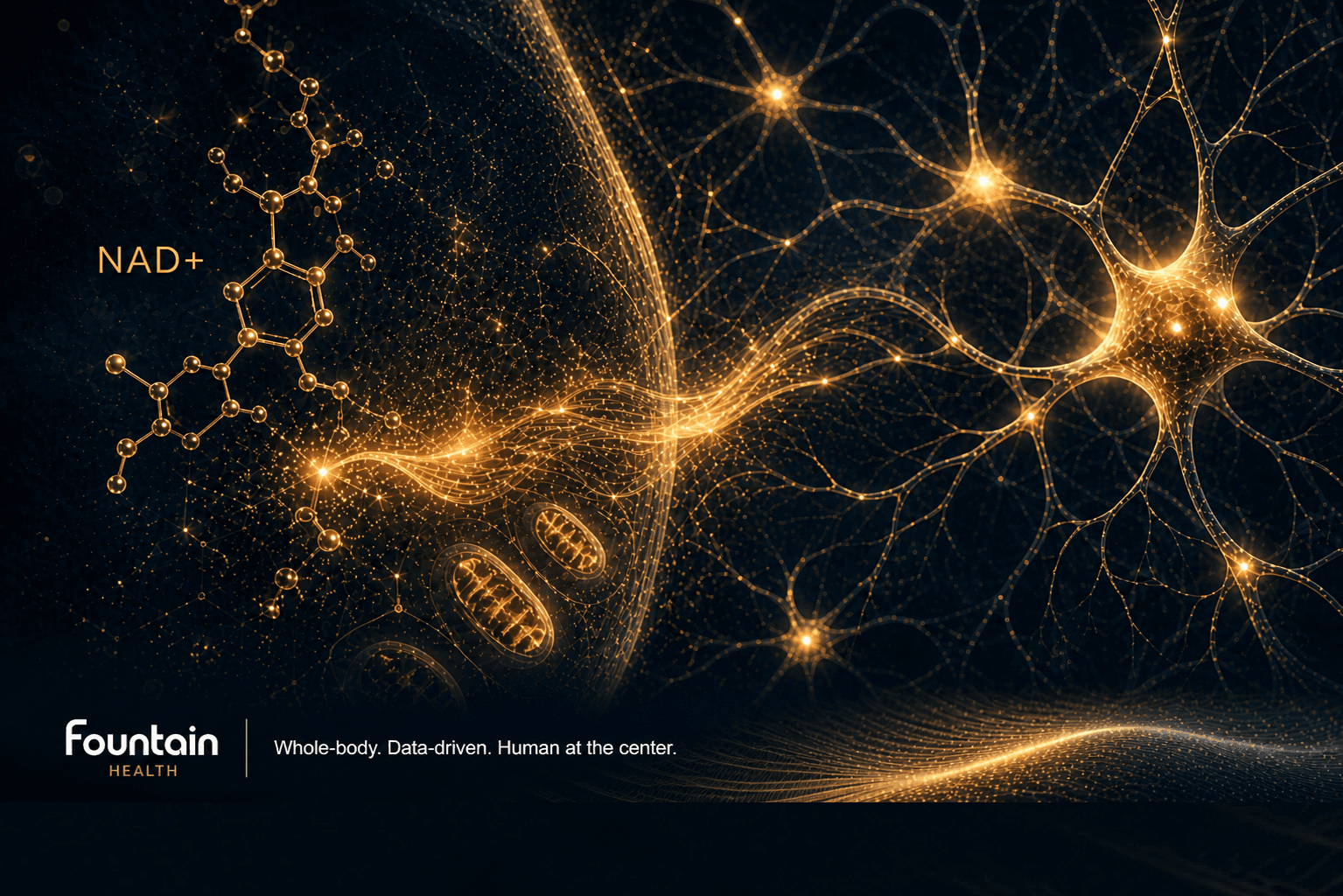 Abstract visualization of NAD+ supporting neuronal energy and mitochondrial function, shown as a golden biological flow forming neural connections on a dark background