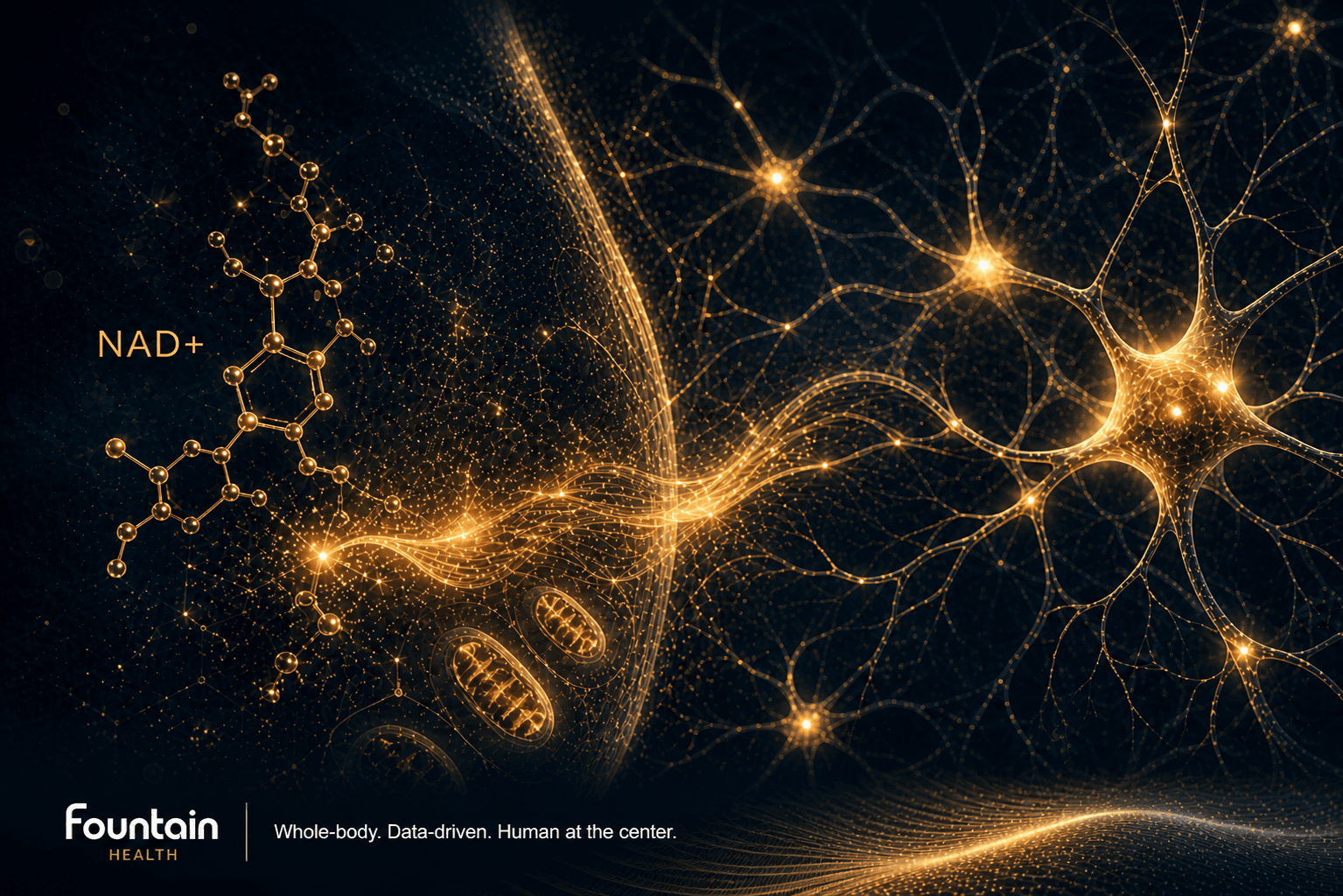 Abstract visualization of NAD+ supporting neuronal energy and mitochondrial function, shown as a golden biological flow forming neural connections on a dark background